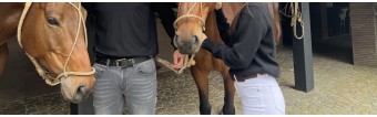 Ceintures de Polo vs Ceintures Gaucho ?