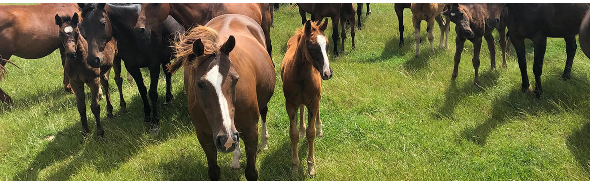 https://www.kronopolo.fr/image/cache/catalog/Blog%20Banners/polo%20ponies-1903x596.jpg