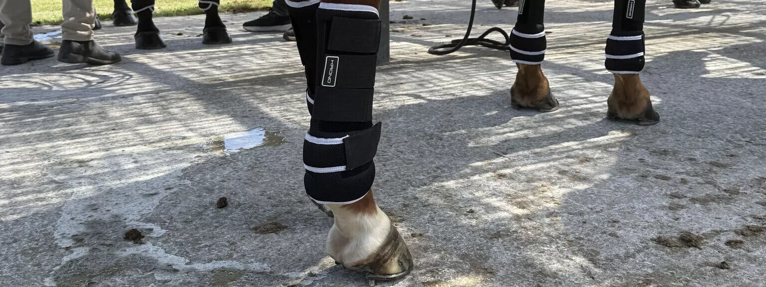 Bandages & Protections