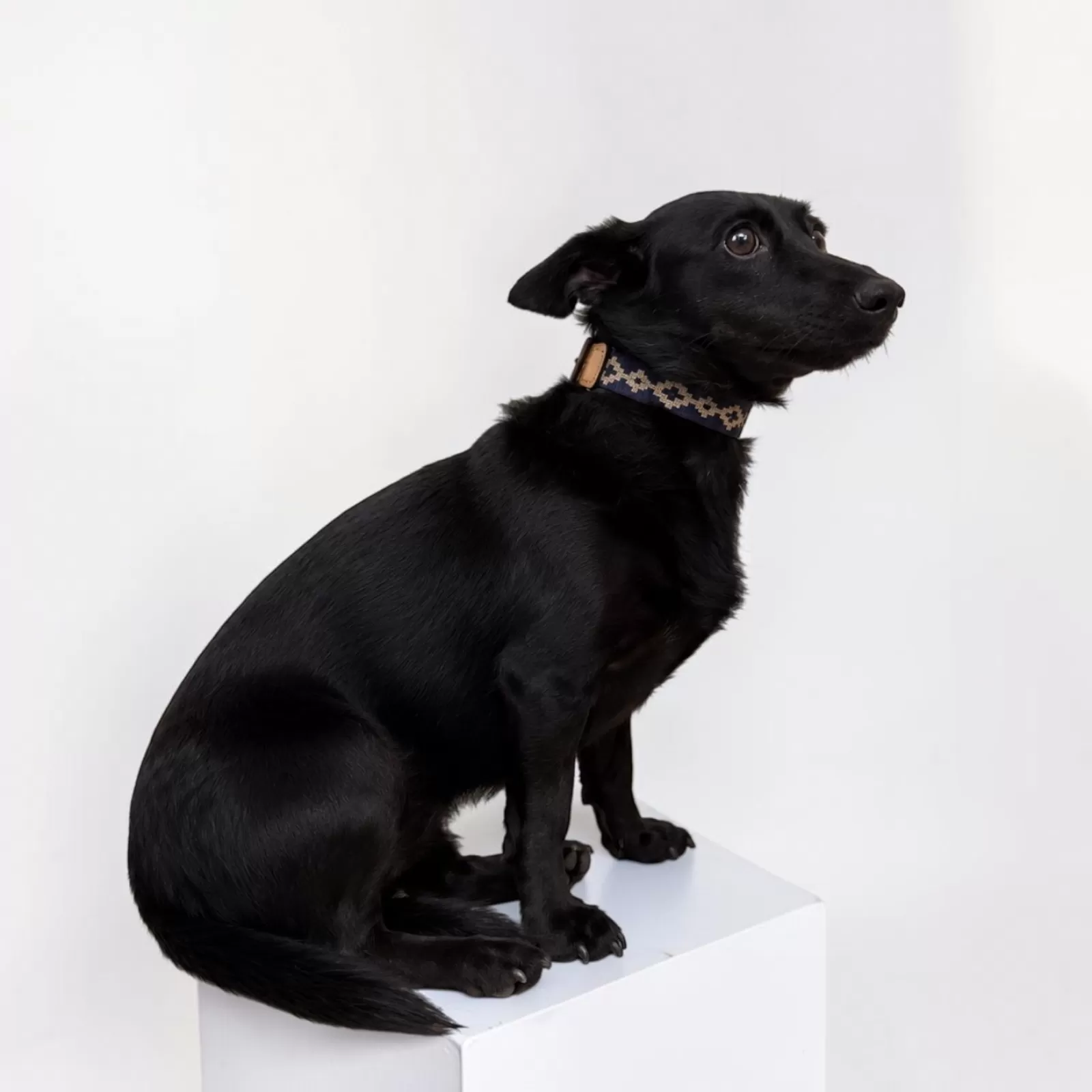Collier pour Chien Bleu Gaucho Collier pour Chien Bleu Gaucho