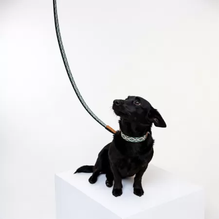 Collier pour Chien Gaucho Vert Collier pour Chien Gaucho Vert