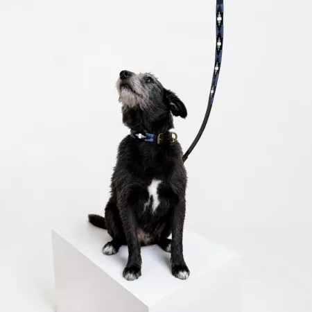 Collier pour Chien en Cuir Noir Krono Polo Collier pour Chien en Cuir Noir Krono Polo