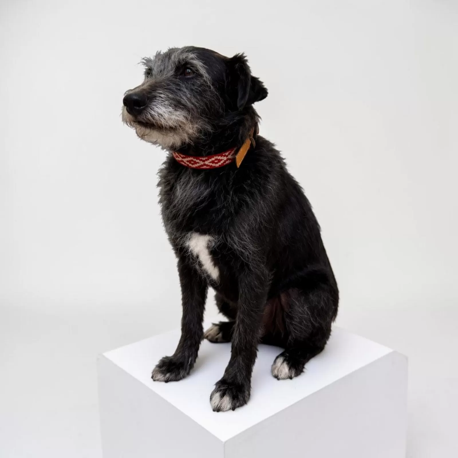 Collier pour Chien Gaucho Rouge Collier pour Chien Gaucho Rouge