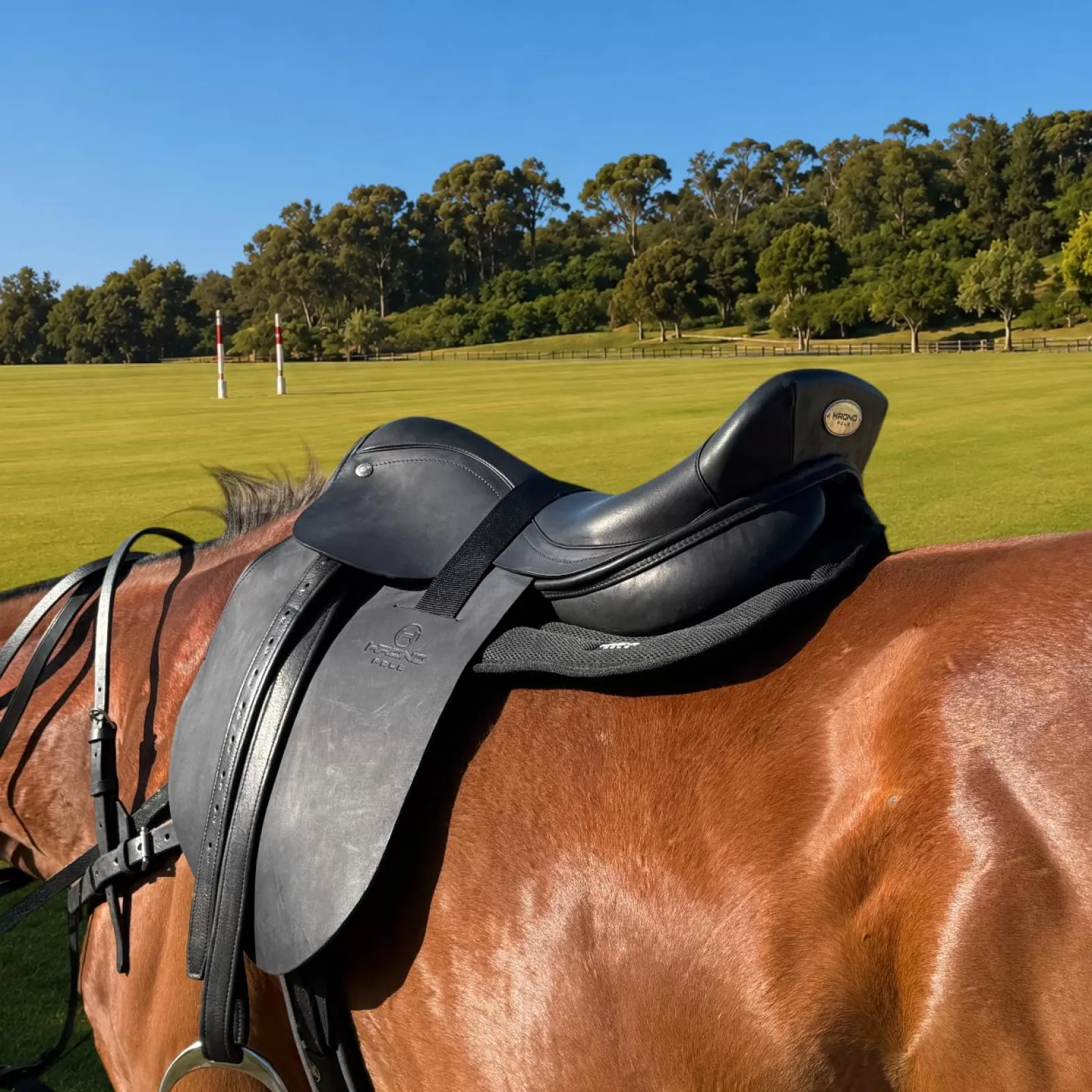 Selle de Polo Premium Selle de Polo Premium