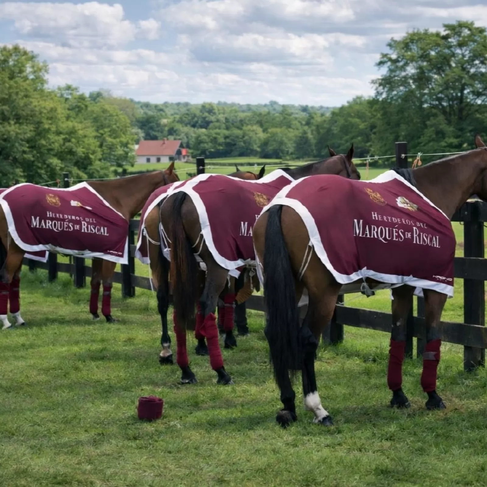 Couvertures de Polo Couvertures de Polo