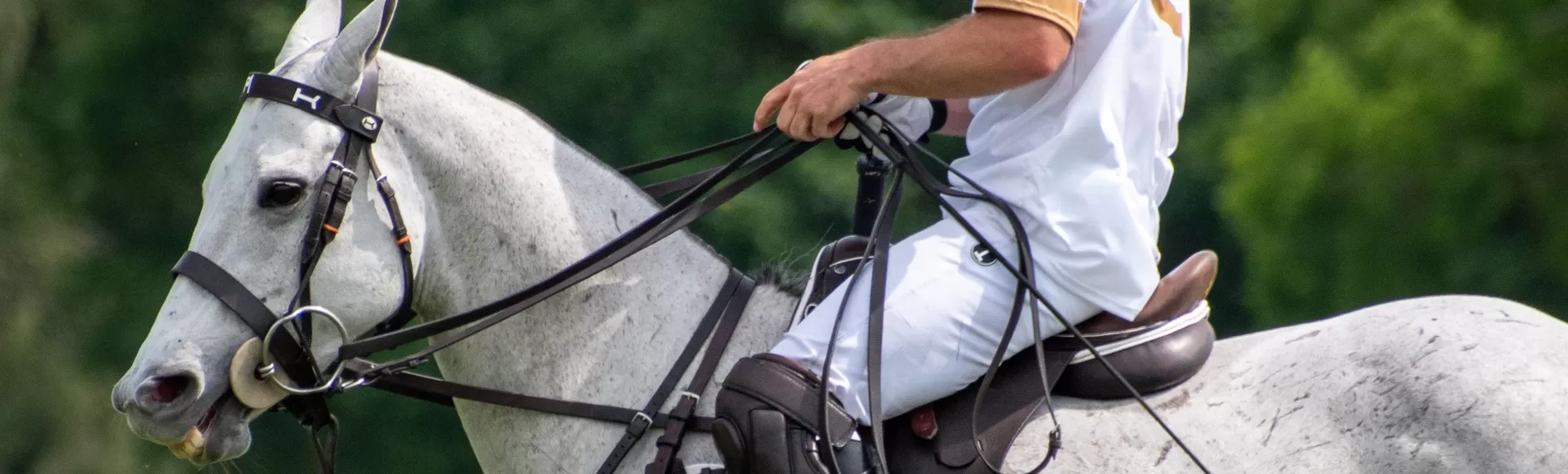 Rênes et rênes allemandes